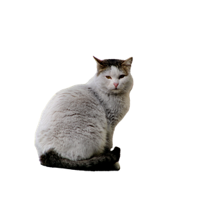 White Cat Sitting In Front Of A Pink Geometric Window, Urban Setting. 17399 - Cat PNG image with transparent background